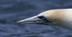 Gannet 2.jpg