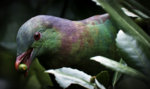 Kereru on Berries.jpg